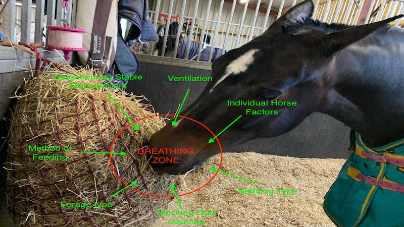 Equine asthma syndrome: managing the environment