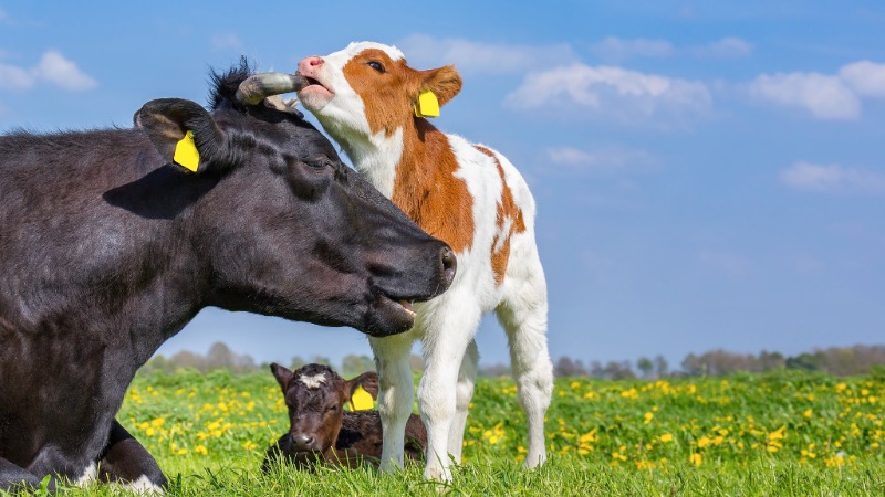 Bovine neonatal enteric immunity: a key consideration in the prevention of calf diarrhoea