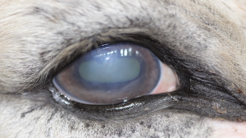 Recognising and treating uveitis in donkeys