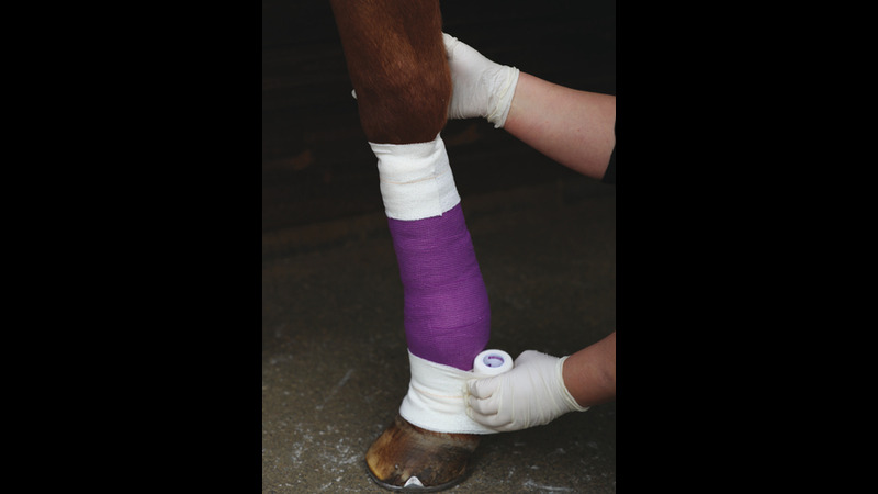 Equine emergencies: the role of the registered veterinary nurse
