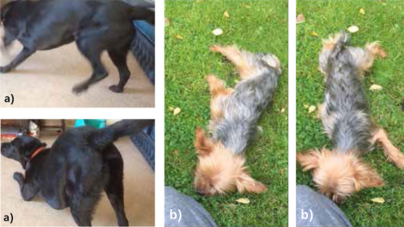 Uk Vet Approach To Canine Paroxysmal Dyskinesias