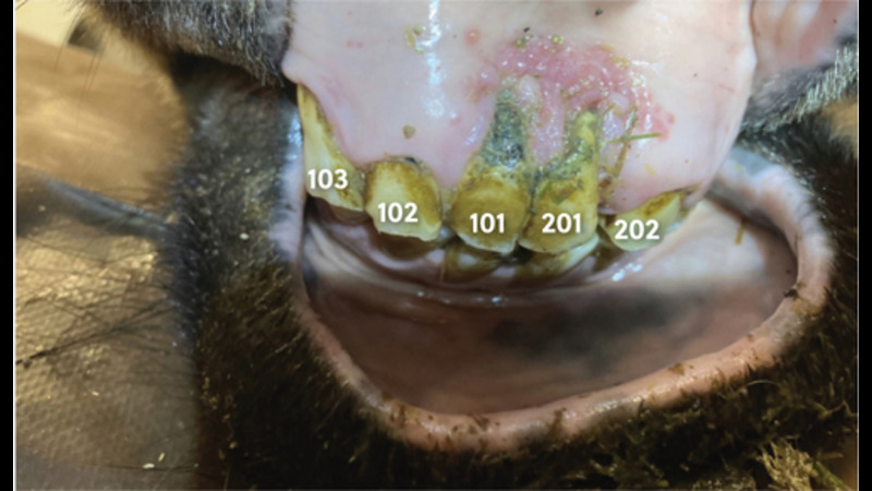 Equine odontoclastic tooth resorption and hypercementosis