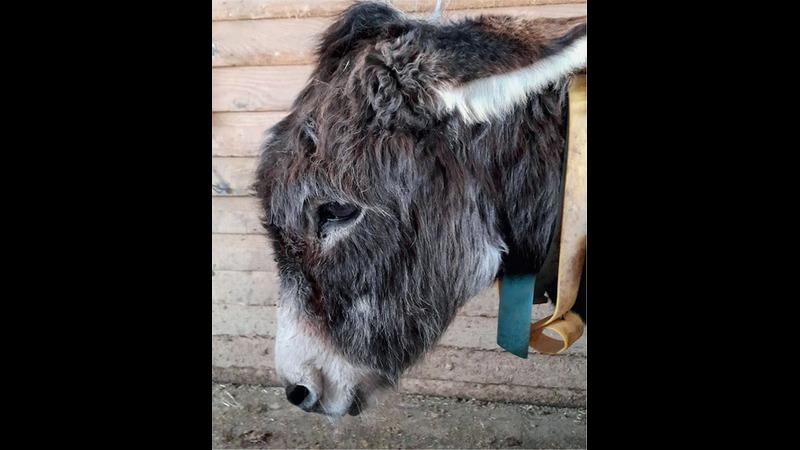 Gastrointestinal disorders in donkeys