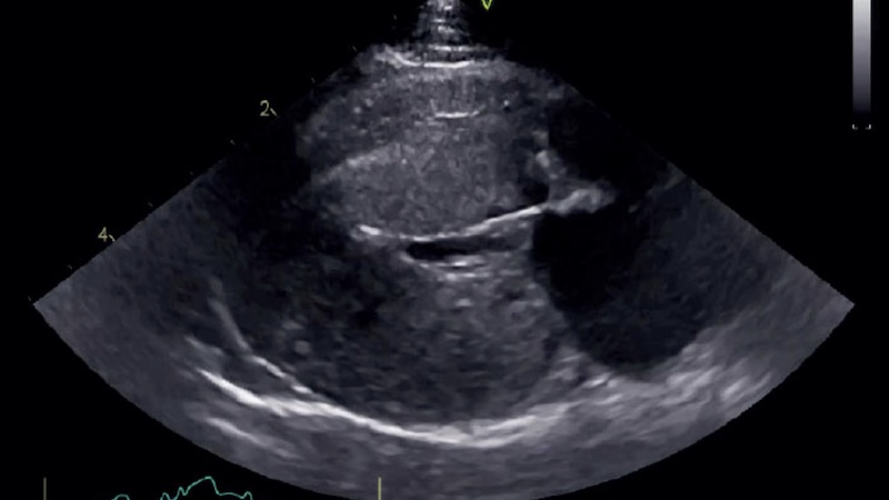Feline heart ultrasound