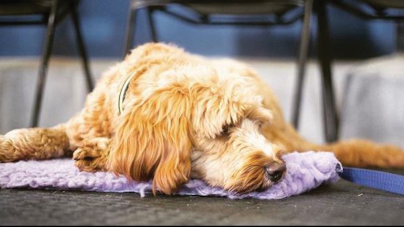 CPD article: How to create a dog friendly clinic
