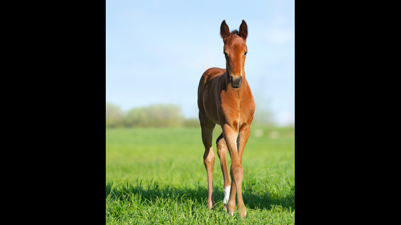 What to do and when: management of equine twin pregnancies