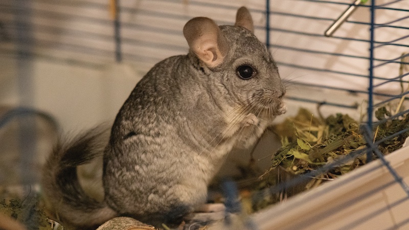 Small mammal herbivores, part 2: nutrition for wellness