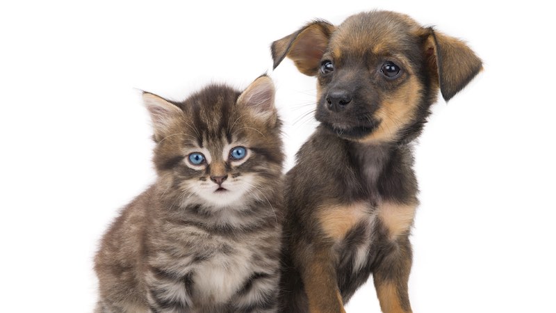 Kitten and puppy / Adobe Stock
