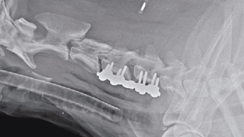 UK Vet | Vertebral fractures and luxations in dogs and cats part 2 ...