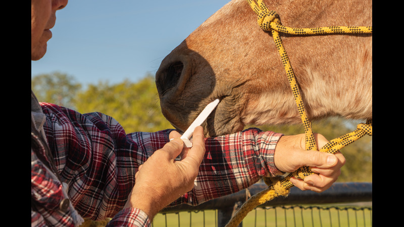 Equine worming protocols: tackling the increasing problem of anthelmintic resistance