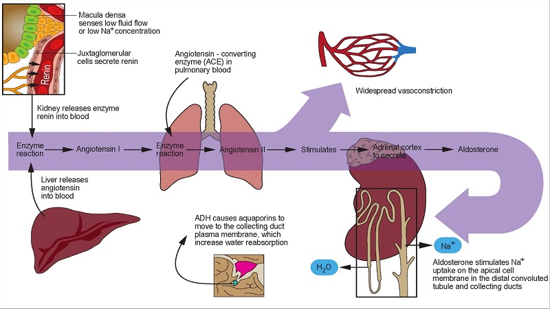 Journal of Paramedic Practice CPD | Fundamentals of blood pressure ...