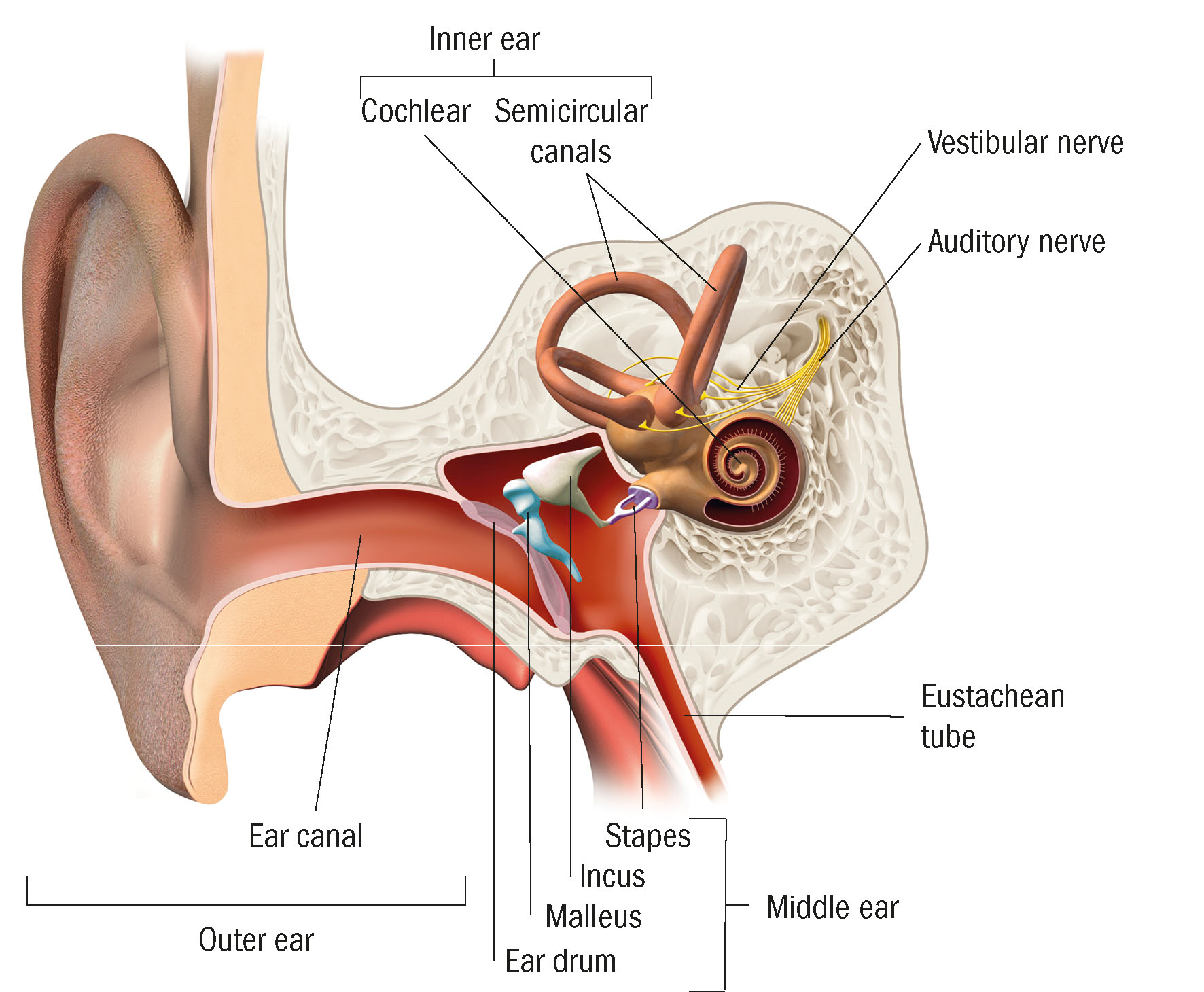 Улитка слухового аппарата. Внутреннее ухо. Ушная улитка. Слуховые волоски в ухе. Внутреннее ухо арт.