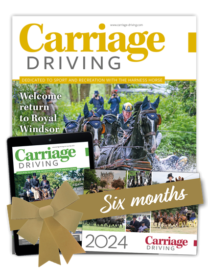 Picture of Carriage Driving Offer 6 Months